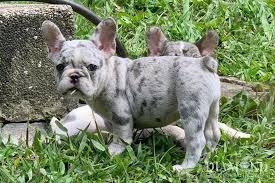 We also have satellite offices in south carolina, alabama and we cover virginia and we have approximately 50+ english or french bulldogs in foster care at any given time. Home Diamond French Bulldogs
