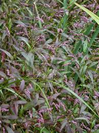 Image result for Persicaria decipiens
