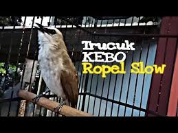 Burung trucukan adalah burung yang mudah beradaptasi dan mudah sekali jinak. Trucuk Kebo Gacor Ropel Santai Youtube