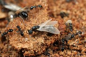 Time doesn't really go fast or slowly, it can't do….it just goes at the speed it goes. Flying Ants Control Ants With Wings Facts Terminix