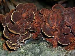 Image result for Phellinus gilvus