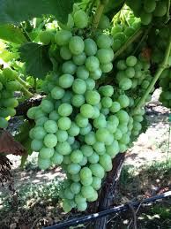 Sep 11, 2019 · cotton candy was just the serendipitous result of breeding east and west coast grape species using traditional methods. How To Grow Cotton Candy Grapes Arxiusarquitectura