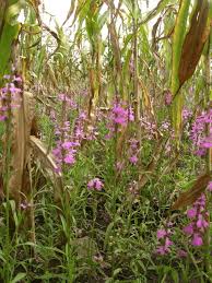 Image result for Striga hermonthica