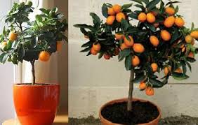 They can be grown in u.s. Grow Tangerine Trees Indoors Luv2garden Com