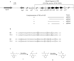 Will any metal detector manual serve, or do you have a specific make and model in mind? A Bifunctional Enzyme Belonging To Cytochrome P450 Family Involved In The O Dealkylation And N Dealkoxymethylation Toward Chloroacetanilide Herbicides In Rhodococcus Sp B2 Microbial Cell Factories Full Text