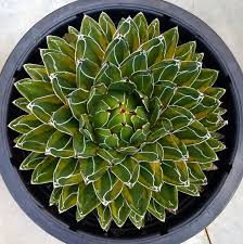 Image result for Cavacoa aurea