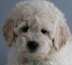 Learn more about the breeds on our about doodles page. F1b Mini English Teddy Bear Goldendoodle Puppies For Sale In Crystal Michigan Classified Americanlisted Com