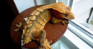Pin By H I On Crested Geckos Crested Gecko Care Gecko Gargoyle Gecko