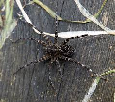 But depending on the spider and its victim, spider bites can cause anything from mild. Canada S Largest Spider Sittin On The Dock Of The Bay Arthropod Ecology