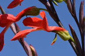 Image result for Gladiolus microspicatus
