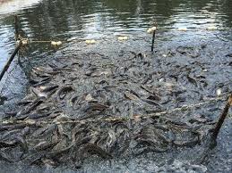 Ternakan ikan keli dalam kanvas, perkongsian video lama. Lokasi Budidaya Ikan Keli Yang Bagus Dan Strategi Untuk Pemula