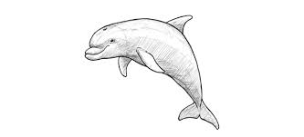 We did not find results for: How To Draw A Dolphin Step By Step