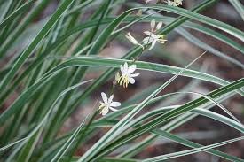 Image result for Chlorophytum colubrinum