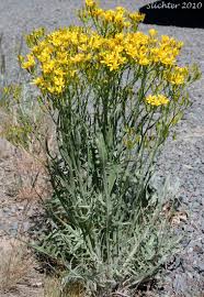 Image result for Crepis newii