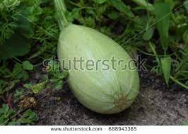 Green Spaghetti Squash Not Yet Ripened In The Garden Spaghetti Squash Green Spaghetti Squash