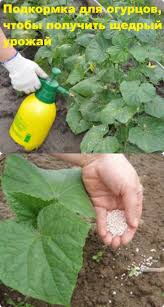 сад огород своими руками огурцы от а до я Podkormka Dlya Ogurcov Chtoby Poluchit Shedryj Urozhaj In 2020 Vegetable Garden Small Farm Plants