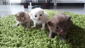 Ready to leave 27th may come from a clean and smoke free home. Adorable Scottish Fold Kittens For Sale In Dubai Aid City Cats Sulekha