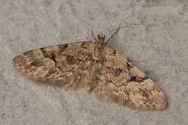 Image result for Eupithecia lanceata