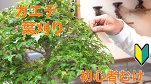 カエデ盆栽 葉刈り 盆栽 初心者 Youtube
