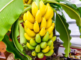 Banana trees are actually an herb, distantly related to ginger, growing succulent tree stems, instead of woody ones like a true tree. Banana Trees Koolau Farmers