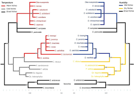 Image result for Olea chimanimani
