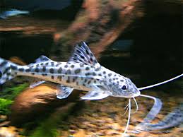 Maybe you would like to learn more about one of these? Engel Antennenwels Pimelodus Pictus Fischlexikon