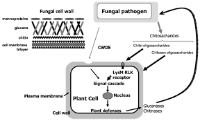 Why do plant cells look like little rectangles? Chitosaccharides Are Involved In Different Aspects Related To Plant Download Scientific Diagram