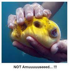 ちょこっとブサイクだけど愛嬌があって可愛い魚や熱帯魚 なんでも ふぐ かわいい かわいい魚 可愛すぎる動物