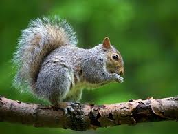 You want the bad guys in your garden! Squirrels 101 Facts Photos Information On Squirrels