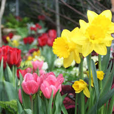 Spring flowering shrubs, perennials and bulbs are best when planted the previous year. 33 Best Bulbs To Plant In Fall For Spring Flowers To Plant In Fall For Spring