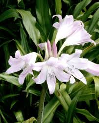 Image result for Crinum moorei