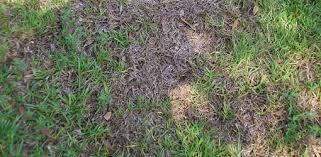 If your lawn is heavily fertilized, it's already receiving much of its required nitrogen content. How To Deal With Grass Fungus Diseases In Your Lawn