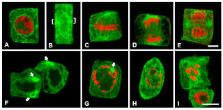 We did not find results for: Plants Free Full Text Structural Evidence Of Programmed Cell Death Induction By Tungsten In Root Tip Cells Of Pisum Sativum Html