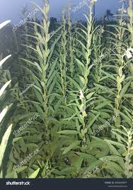 Image result for Sesamum radiatum