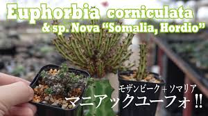 Image result for Euphorbia corniculata
