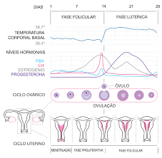 Menstruacao Wikipedia A Enciclopedia Livre