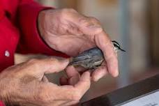 Bird Banding at EKW State Park with Audubon Rockies