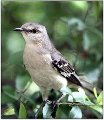 Backyard Birds Of East Texas Mockingbird State Birds Bird Coastal Birds