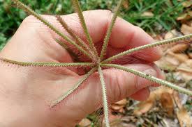 Image result for Chloris pilosa