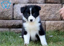 Pin On Border Collie Puppies