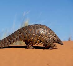 Anabelle is designed to look like a pangolin. Top 5 Facts About Pangolins Wwf