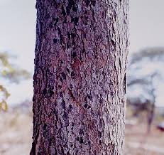 Image result for Brachystegia boehmii