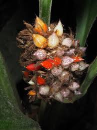 Image result for Palisota ambigua