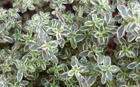 Lemon thyme or thymus x citriodorus is a fantastic thyme cultivar with a delightful lemon scent and flavor! Buy Silver Lemon Thyme Plants Free Shipping For Sale Online From Wilson Bros Gardens