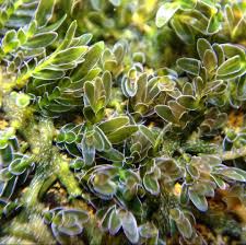 Image result for Podostemaceae