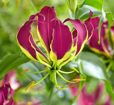 Image result for Littonia modesta