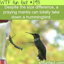 Check spelling or type a new query. Wtf Facts Funny Interesting Weird Facts Wtf Fun Facts Fun Facts Funny Facts