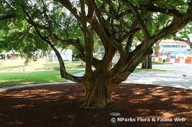 Image result for Libidibia coriaria