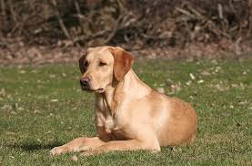 We had a great experience working with the karp family. British Labrador Retriever Puppies For Sale Michigan Sportsman Forum