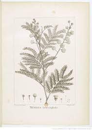 F 1 Mimosa Botrycephala Acacia Terminalis Dessin Botanique Illustrations De Fleurs Illustration Botanique